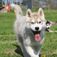 Magnifiques chiots husky lof à réserver #0