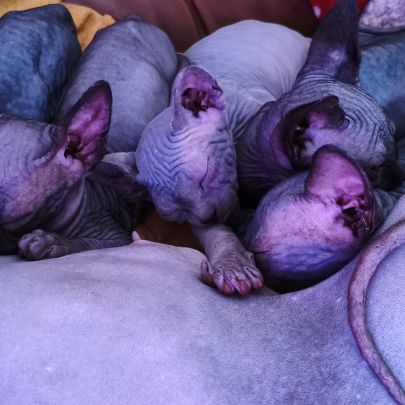 Chatons sphynx loof cherchent foyer