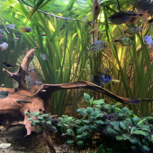 Malawi et ancistrus #3