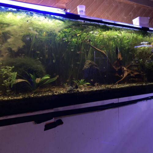 Malawi et ancistrus #4