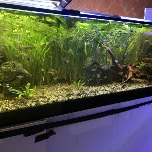 Malawi et ancistrus #5