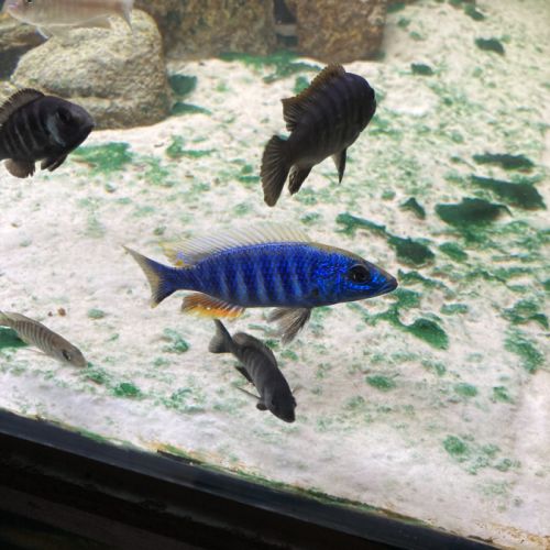 Malawi et ancistrus #6