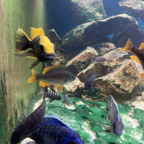 Malawi et ancistrus #7