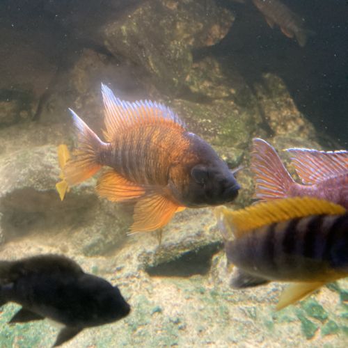 Malawi et ancistrus #0