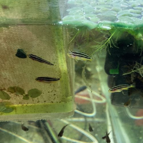 Malawi et ancistrus #12