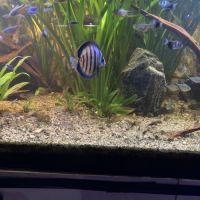 Malawi et ancistrus #2