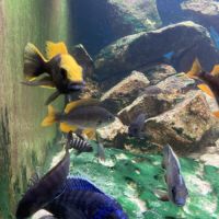 Malawi et ancistrus #7