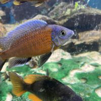 Malawi et ancistrus #8