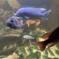 Malawi et ancistrus #9