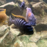 Malawi et ancistrus #10