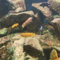 Malawi et ancistrus #13