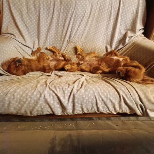 Male cavalier king charles ruby à vendre #2