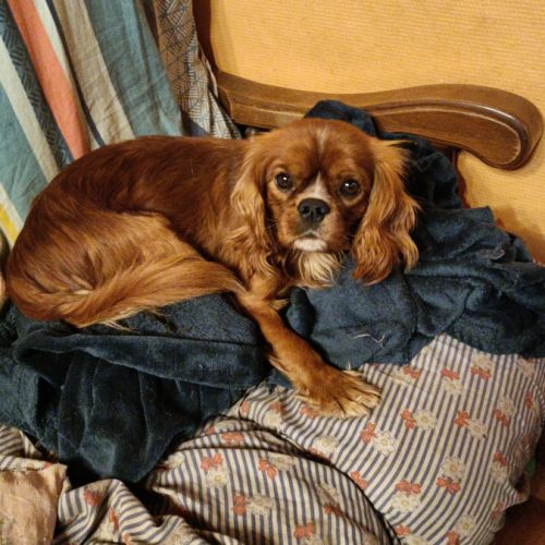 Male cavalier king charles ruby à vendre