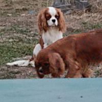 Male cavalier king charles ruby à vendre #1