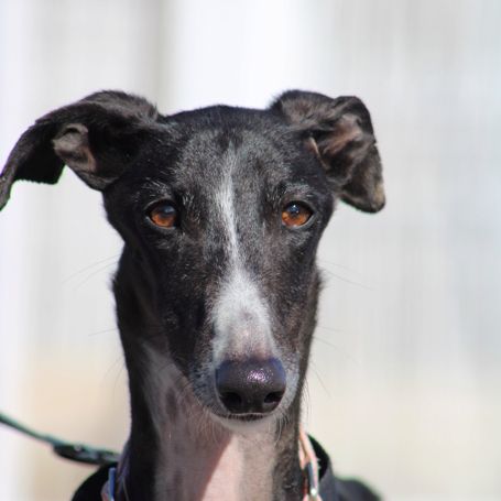 Abril, jeune femelle lévrier espagnole 1an et demi #1