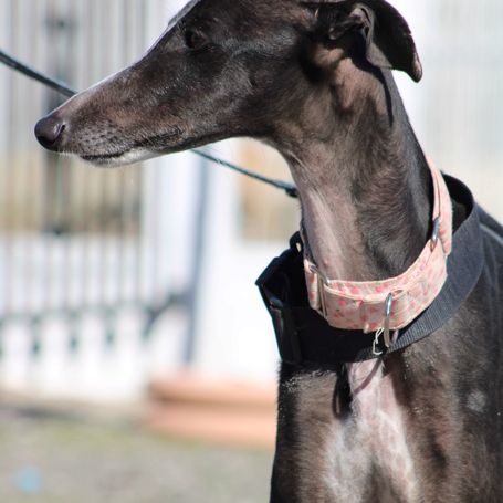 Abril, jeune femelle lévrier espagnole 1an et demi #2