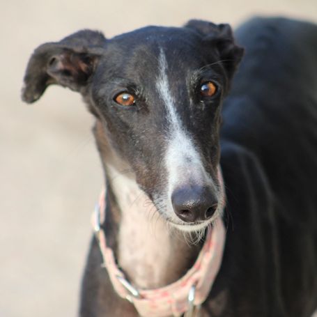 Abril, jeune femelle lévrier espagnole 1an et demi #5