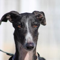 Abril, jeune femelle lévrier espagnole 1an et demi #1
