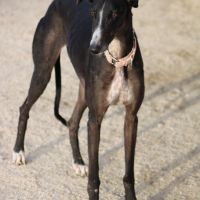 Abril, jeune femelle lévrier espagnole 1an et demi #3