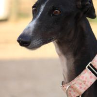 Abril, jeune femelle lévrier espagnole 1an et demi #4