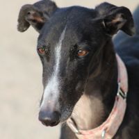 Abril, jeune femelle lévrier espagnole 1an et demi