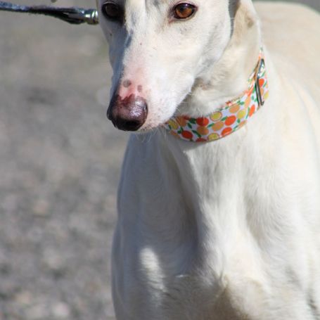 Duqui grand et magnifique galgo espagnol mâle #2