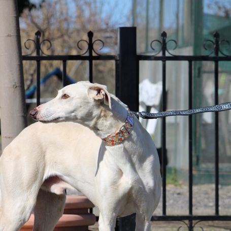 Duqui grand et magnifique galgo espagnol mâle #3