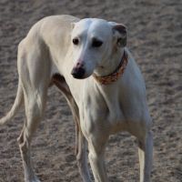 Duqui grand et magnifique galgo espagnol mâle #1