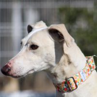 Duqui grand et magnifique galgo espagnol mâle