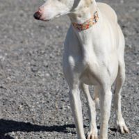 Duqui grand et magnifique galgo espagnol mâle #6