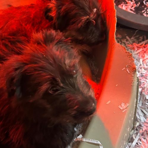 Enya, chiot croisée border collie femelle #1