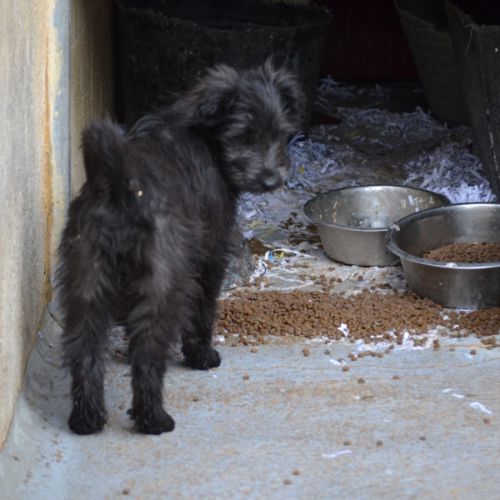Enya, chiot croisée border collie femelle #4