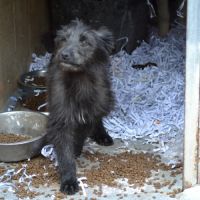 Enya, chiot croisée border collie femelle #3