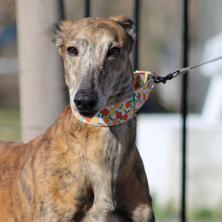 Muli, magnifique galgo espagnol bringé 6 ans #2