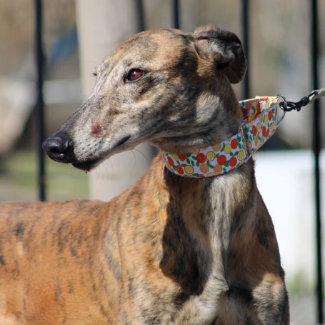 Muli, magnifique galgo espagnol bringé 6 ans