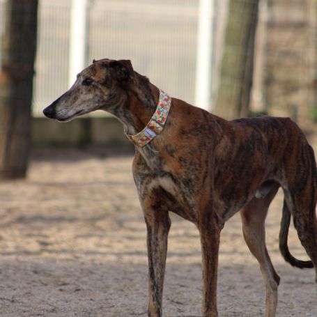 Muli, magnifique galgo espagnol bringé 6 ans #5