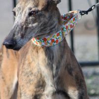 Muli, magnifique galgo espagnol bringé 6 ans #1