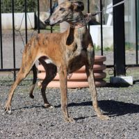 Muli, magnifique galgo espagnol bringé 6 ans #3