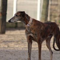 Muli, magnifique galgo espagnol bringé 6 ans #5