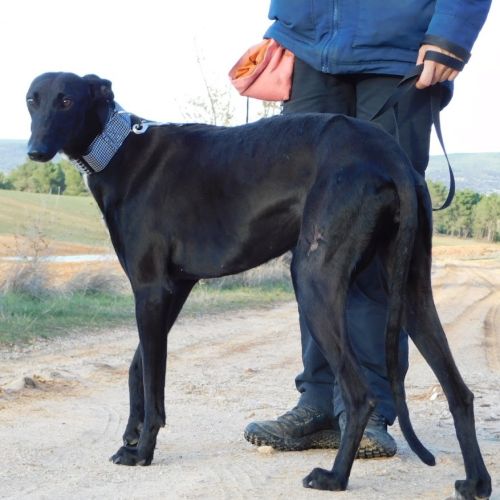 Nani 2 ans , une beauté noire #3