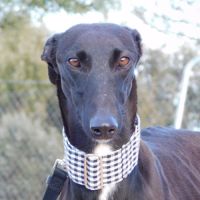 Nani 2 ans , une beauté noire #1