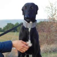 Nani 2 ans , une beauté noire #2