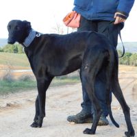 Nani 2 ans , une beauté noire #3