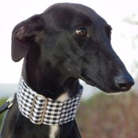 Nani 2 ans , une beauté noire #4