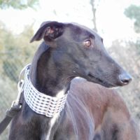 Nani 2 ans , une beauté noire #5