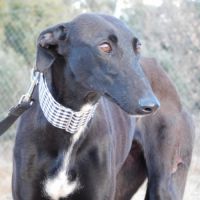 Nani 2 ans , une beauté noire