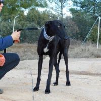 Nani 2 ans , une beauté noire #7