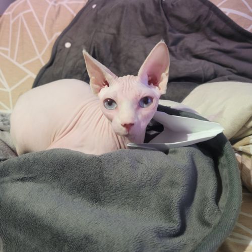 Chat  femelle nu sans poils sphynx loof