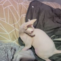 Chat  femelle nu sans poils sphynx loof #2