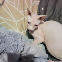 Chat  femelle nu sans poils sphynx loof #3
